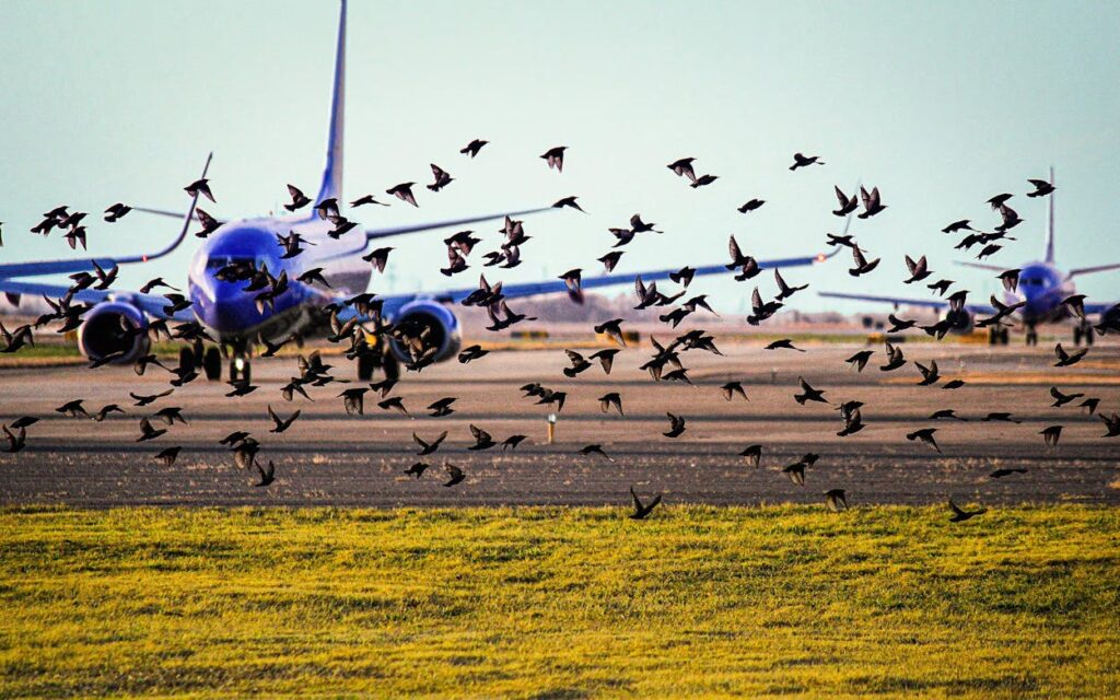 9. Texas Once Declared War on Birds
